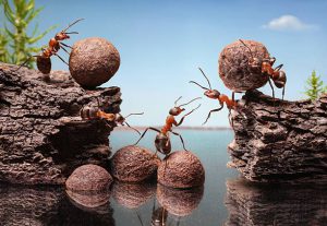 Team works ants
